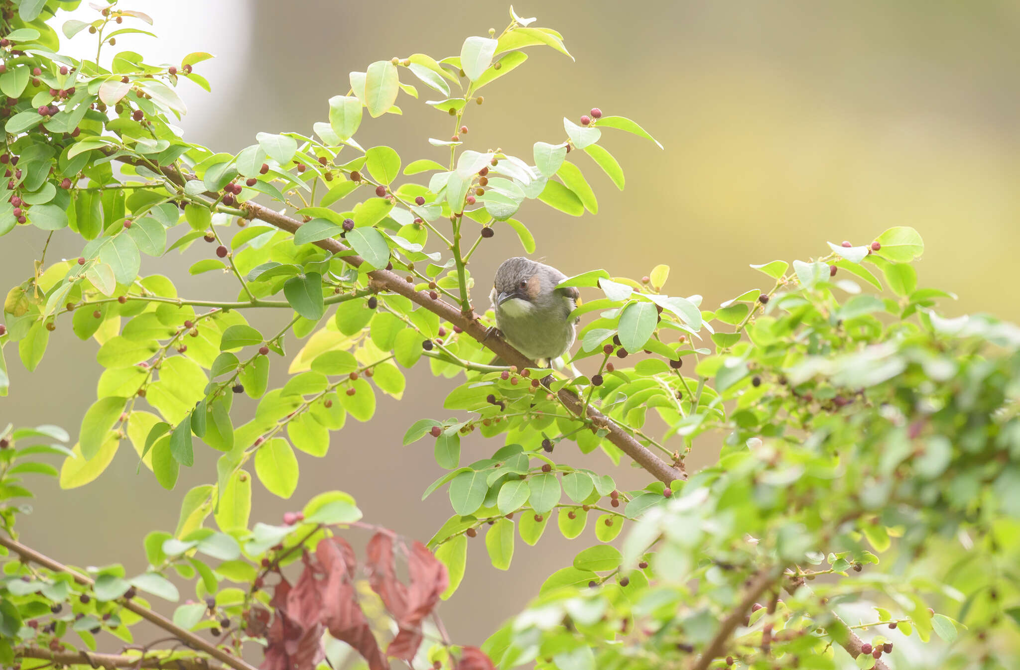 Image of Ashy Bulbul