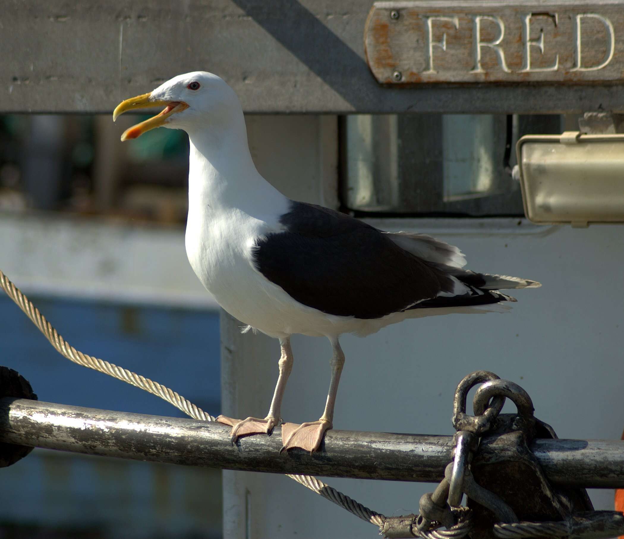 Image of Great Black-backed Gull