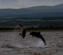 Image of Bottlenose Dolphin