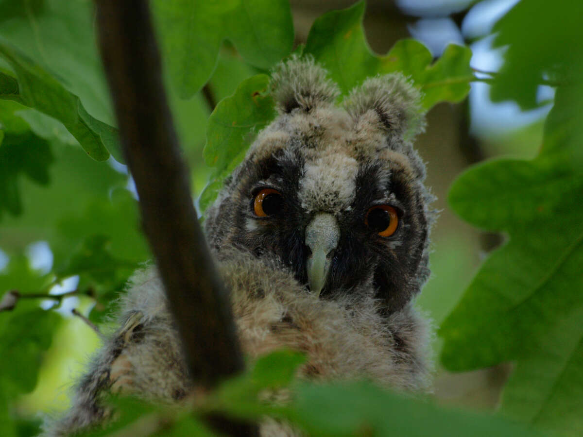 Image of Long-eared Owl