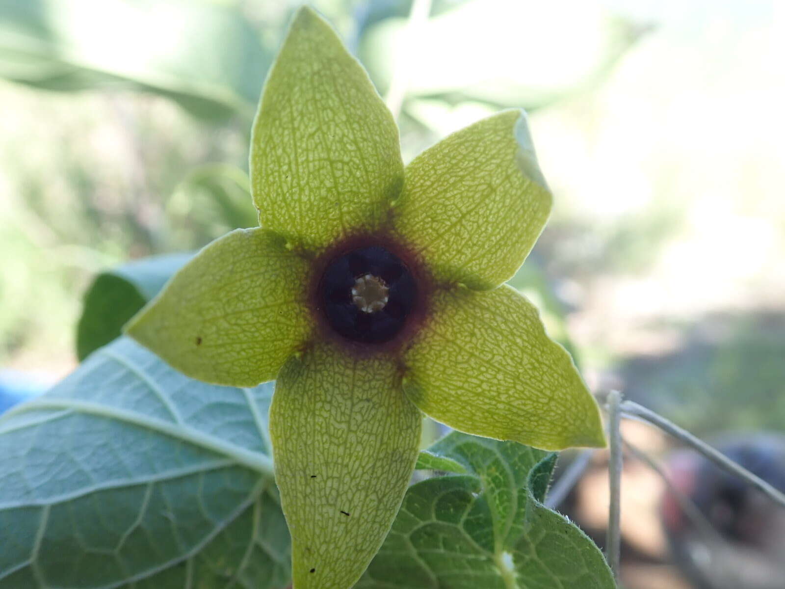 Sivun Matelea quercetorum (Standl.) W. D. Stevens kuva