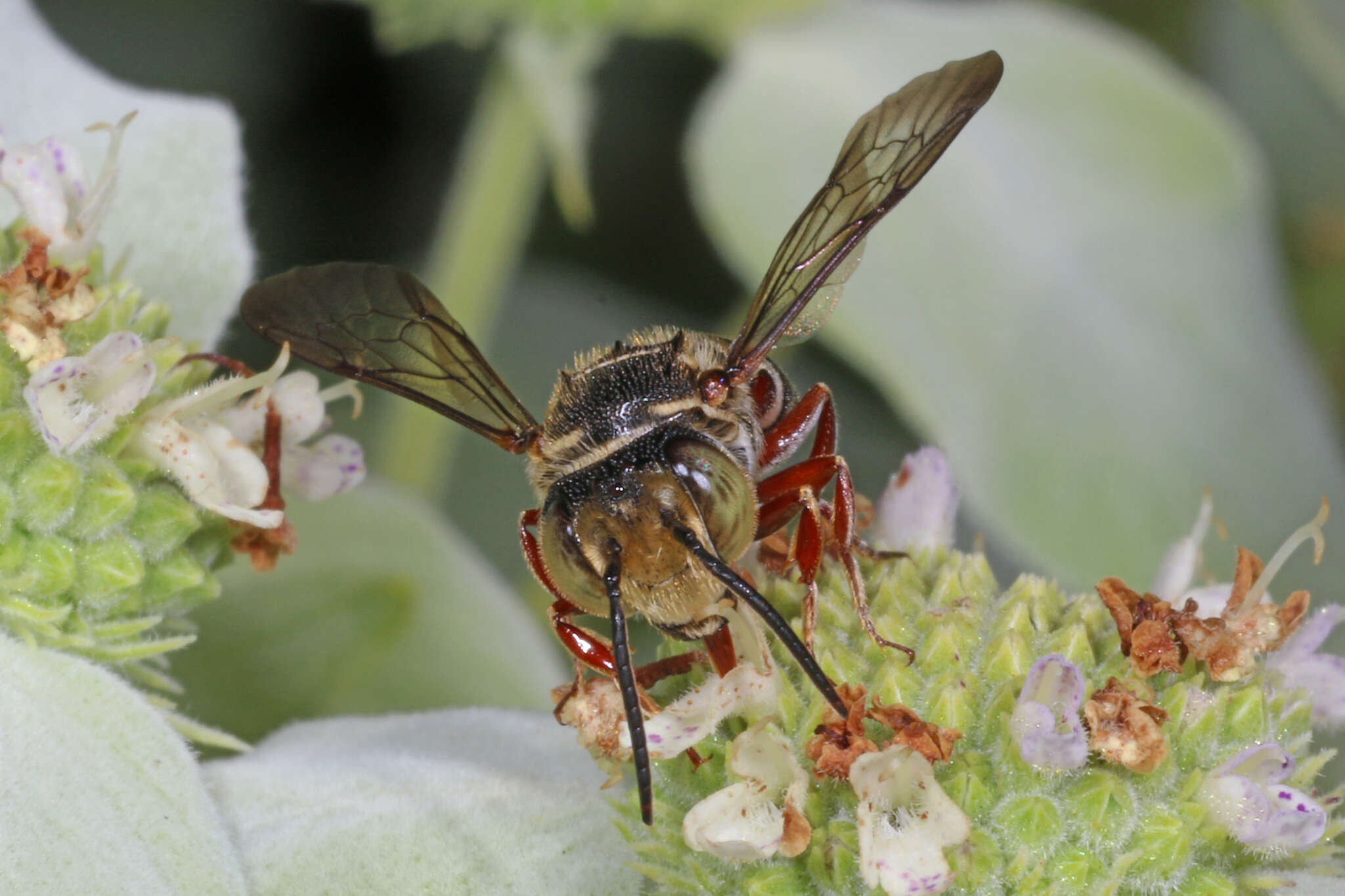 Imagem de Coelioxys germanus Cresson 1878