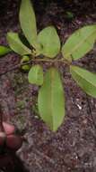 Image of Diospyros tropophylla (H. Perrier) G. E. Schatz & Lowry