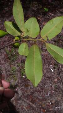 Sivun Diospyros tropophylla (H. Perrier) G. E. Schatz & Lowry kuva