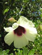 Imagem de Hibiscus diversifolius Jacq.