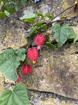 Image of trailing abutilon