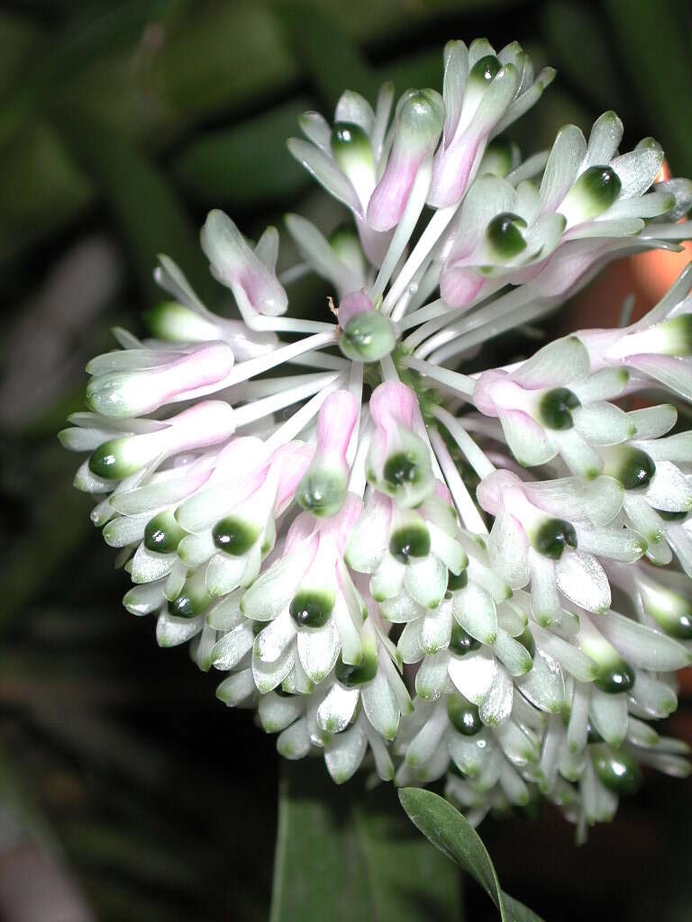 Image of Dendrobium smillieae F. Muell.