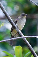 Image of Cream-vented Bulbul