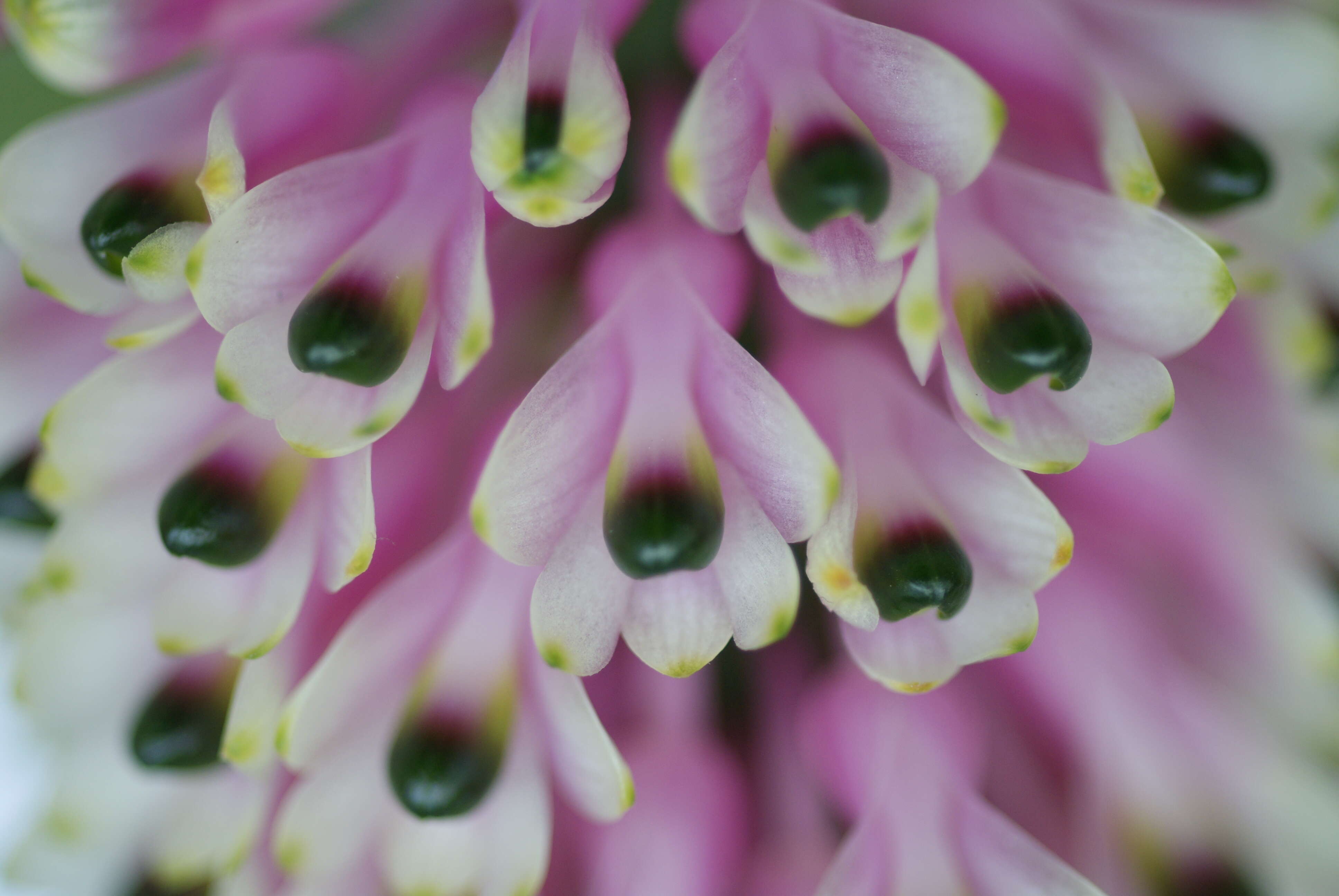 Image of Dendrobium smillieae F. Muell.