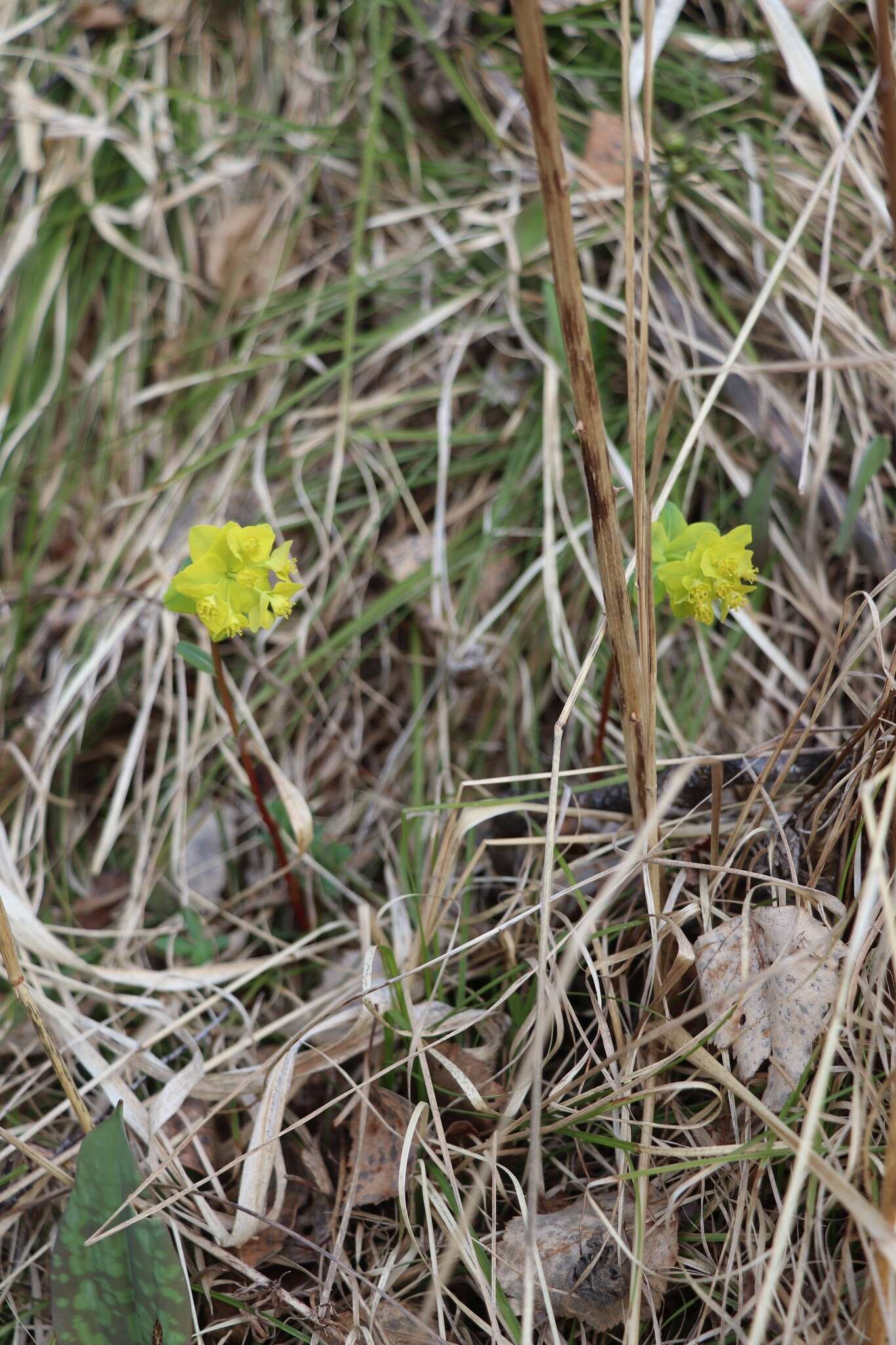 Слика од Euphorbia altaica Ledeb.