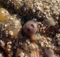 Image of European cowrie