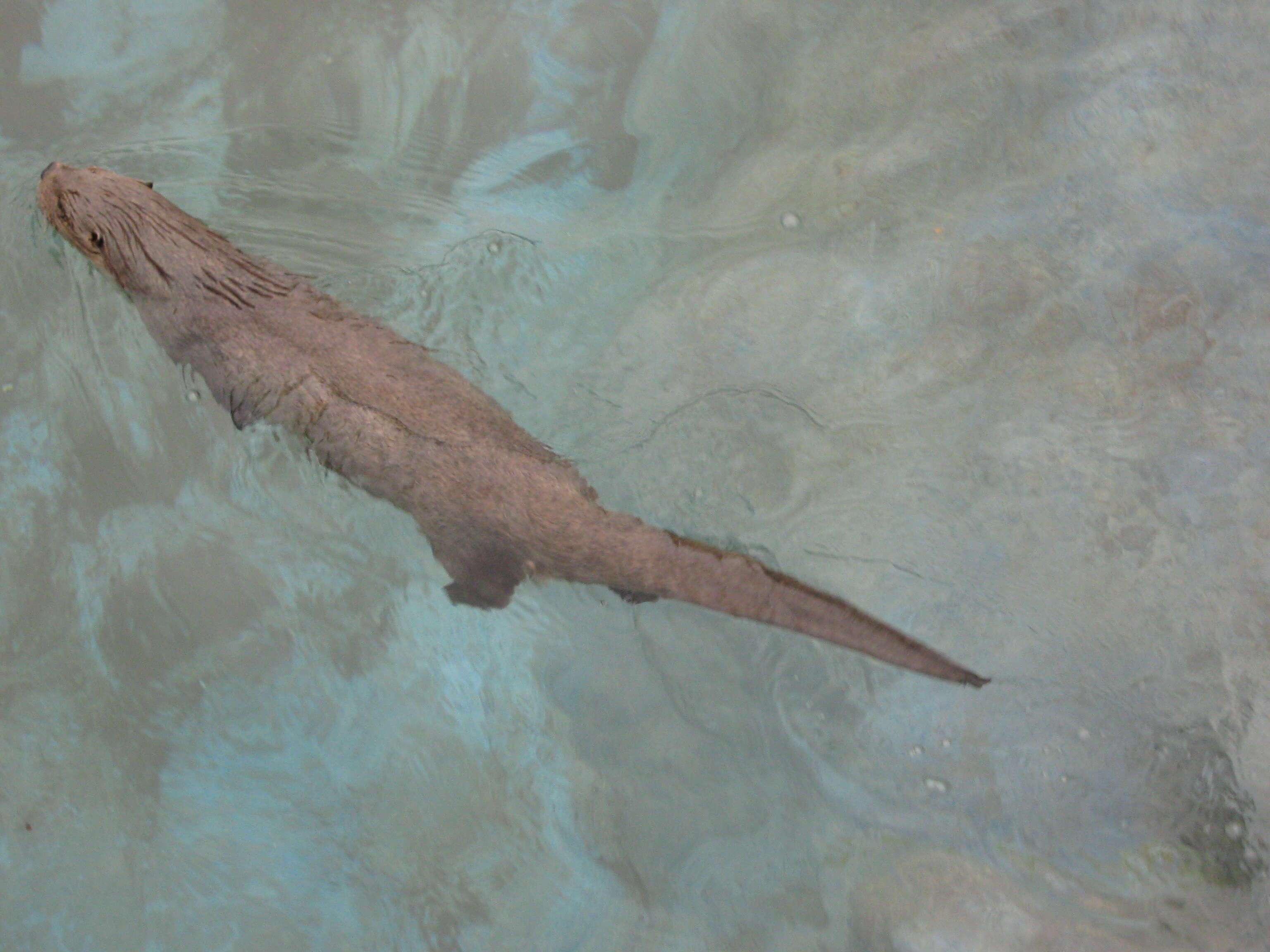 Image of Marine Otter