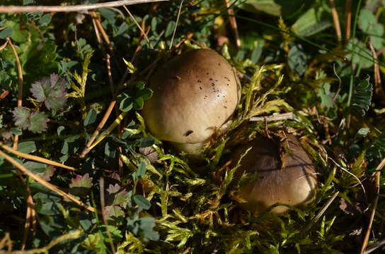 Image of Hygrophorus limacinus (Scop.) Fr. 1838