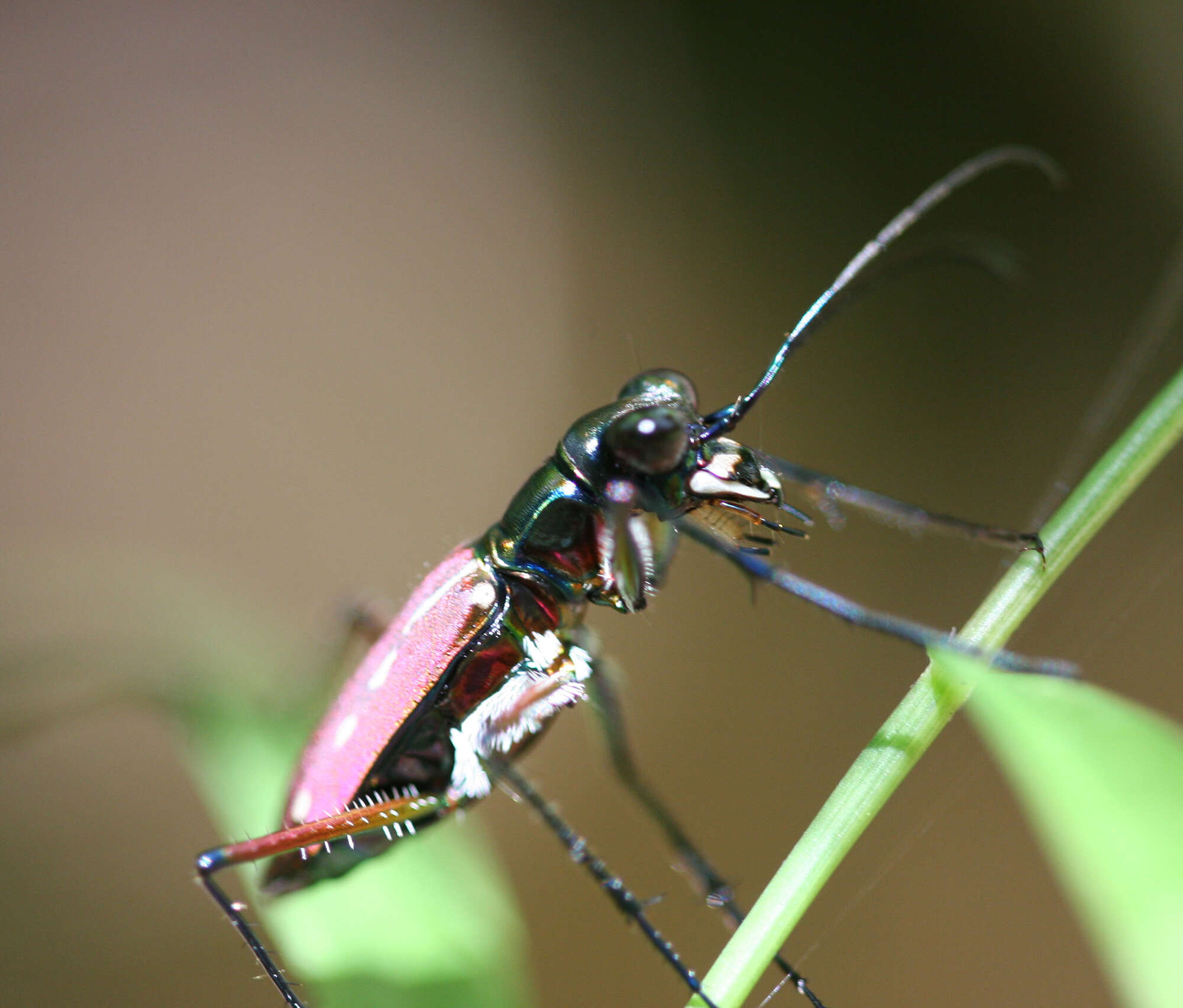 Plancia ëd Cicindela (Calochroa) lacrymans Schaum 1863