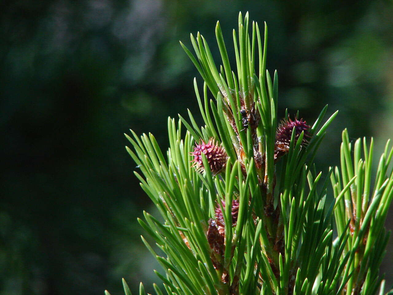 Imagem de Pinus contorta Douglas ex Loudon