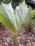 Image of Begonia goudotii A. DC.