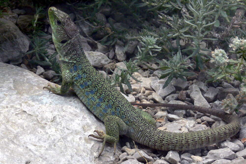 Image of Ocellated Lizard