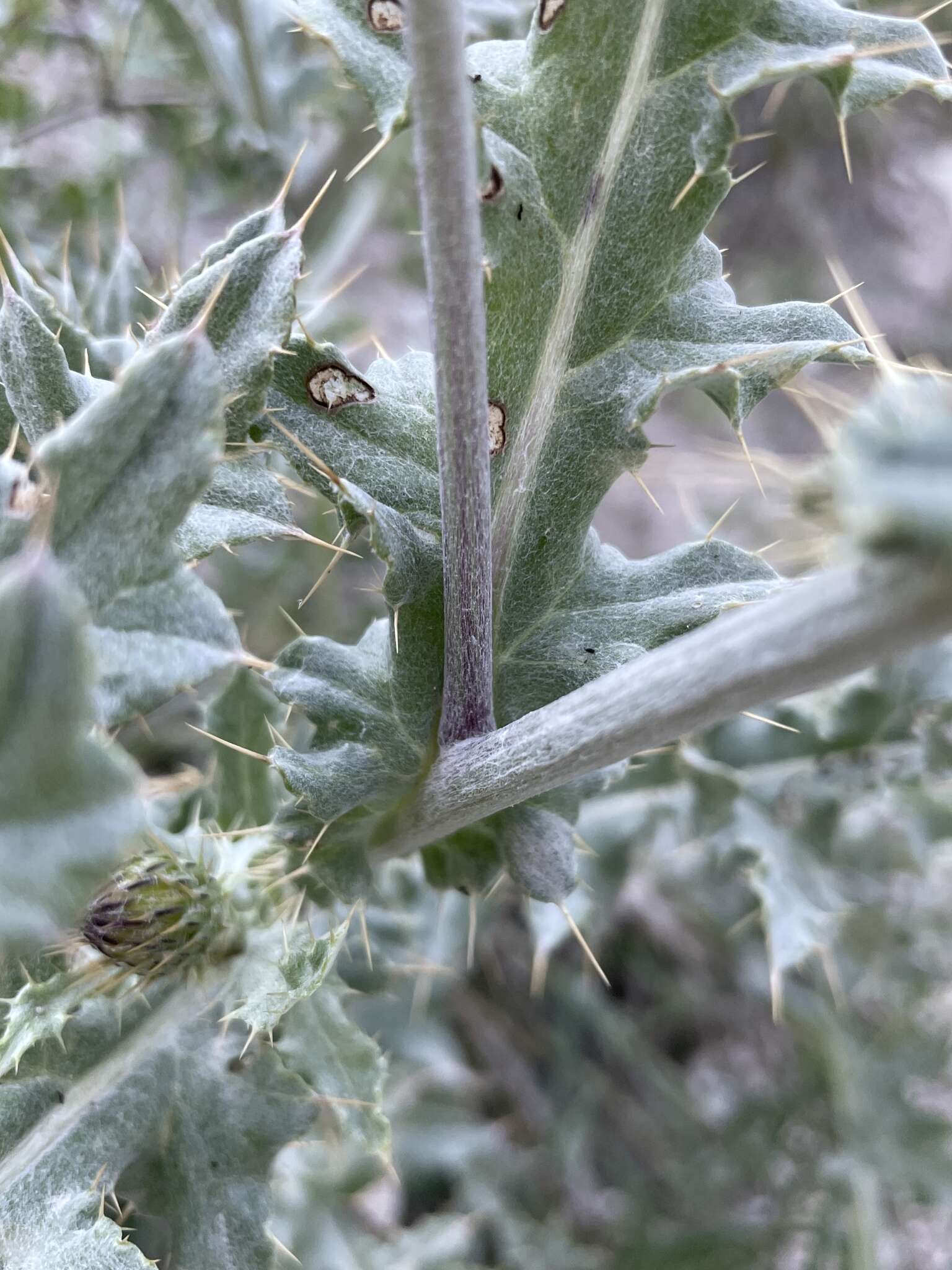 Image of Barneby's thistle