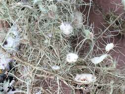 Слика од Usnea intermedia (A. Massal.) Jatta