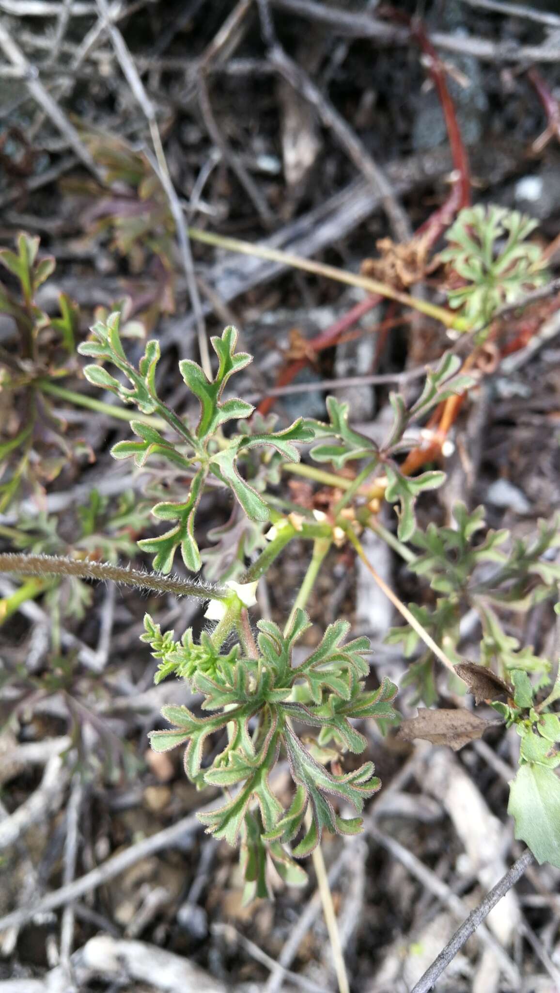 Image of Pelargonium exhibens P. Vorster