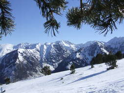 Image of Mountain Pine