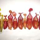 Image of Nepenthes suratensis M. Catal.