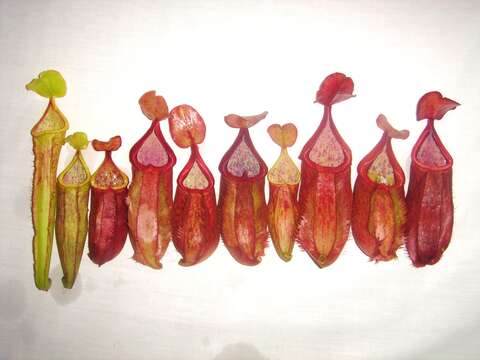 Image of Nepenthes suratensis M. Catal.