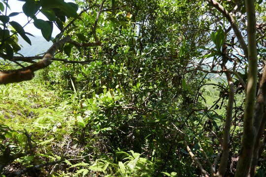 Image of Pitcher plant