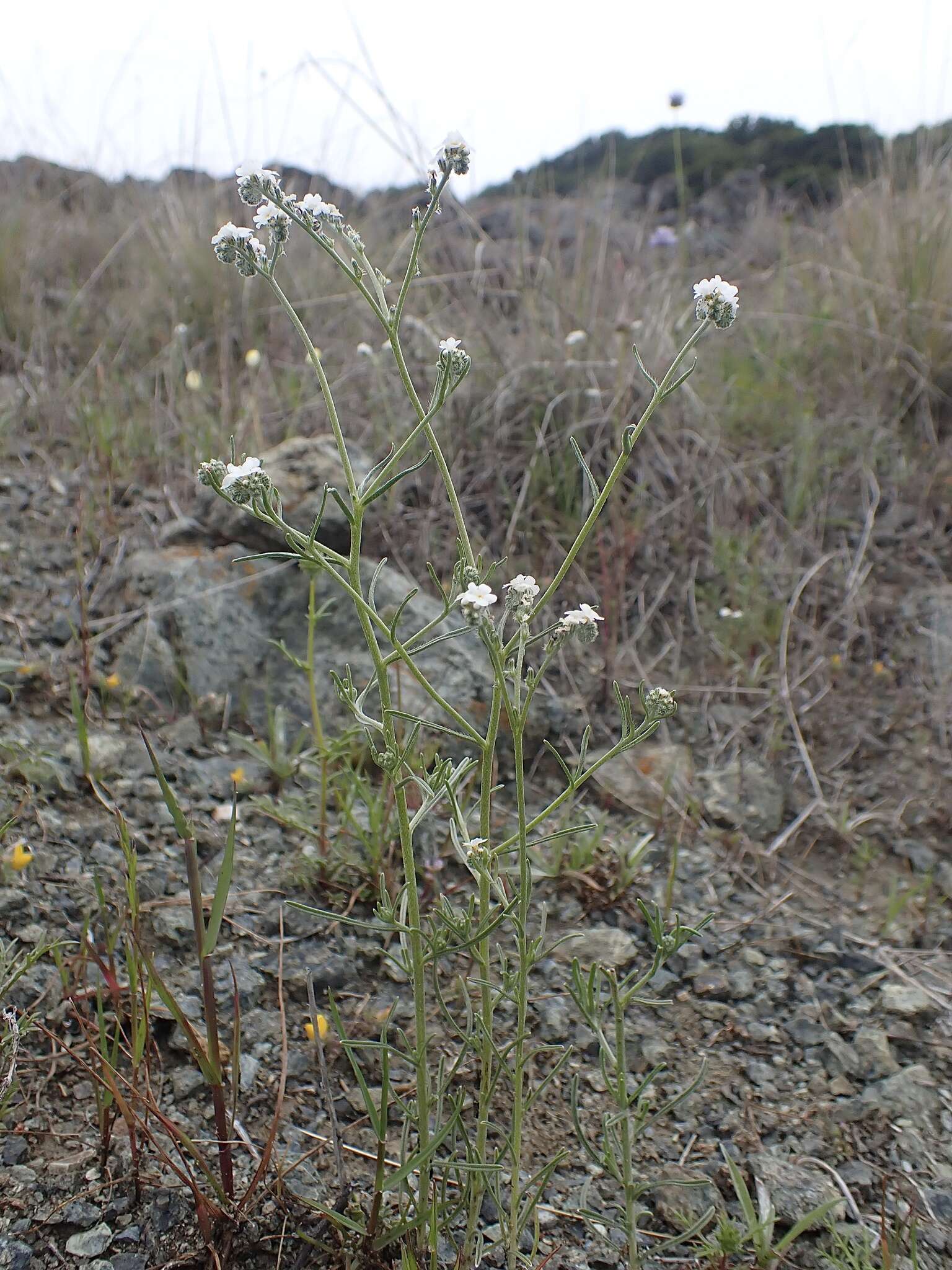 Слика од Cryptantha flaccida (Dougl.) Greene