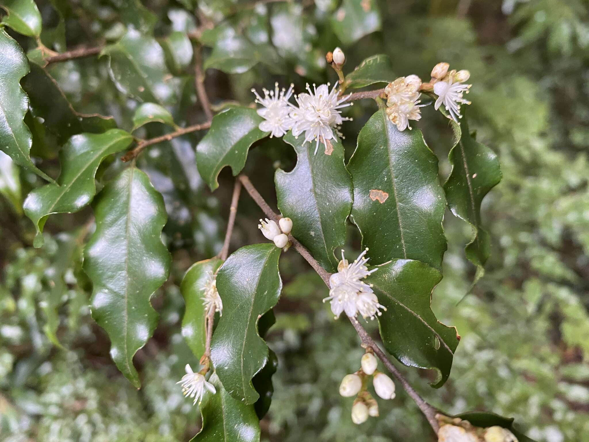 Image of Symplocos lancifolia Sieb. & Zucc.