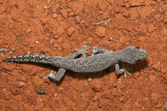 Image of Eastern Spiny-tailed Gecko