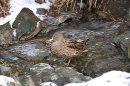 Image of Yellow-billed Pintail