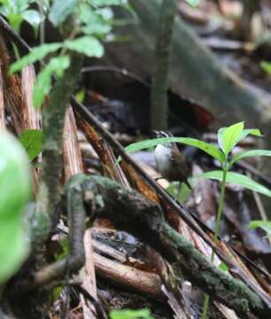 Image of White-breasted Wood Wren