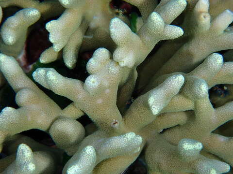 Image of Stony coral