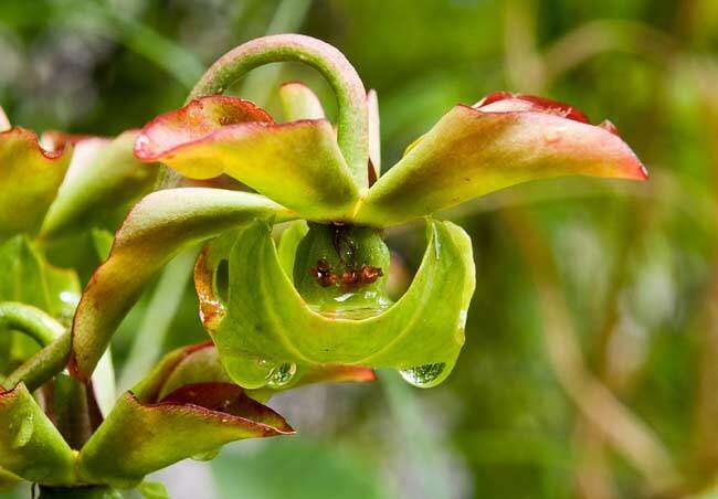 Image of Mountain Sweet Pitcherplant