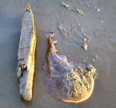 Image of Caribbean Electric Ray