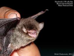 Image of Common Woolly Bat