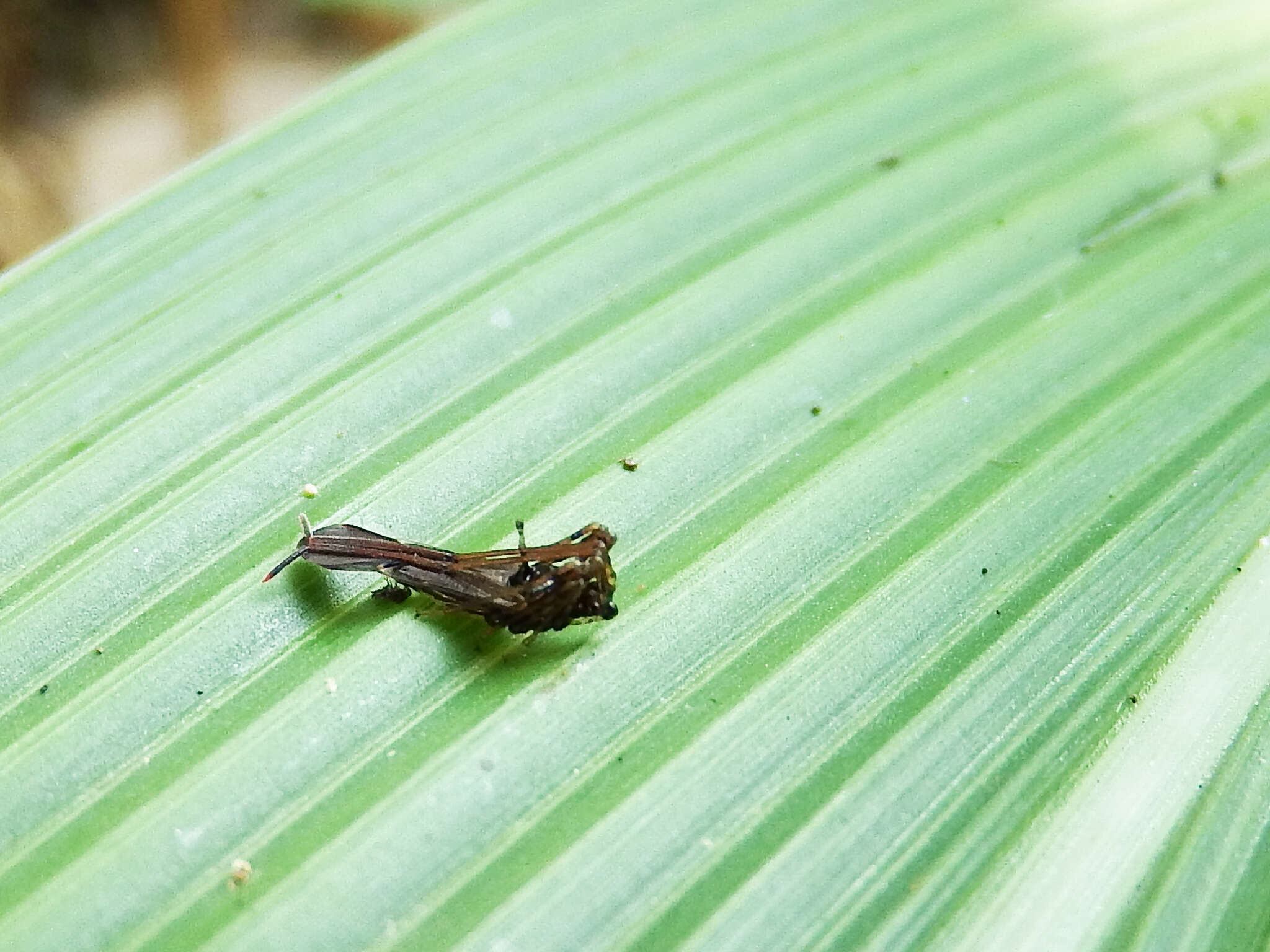 Слика од Helopeltis cinchonae Mann 1907