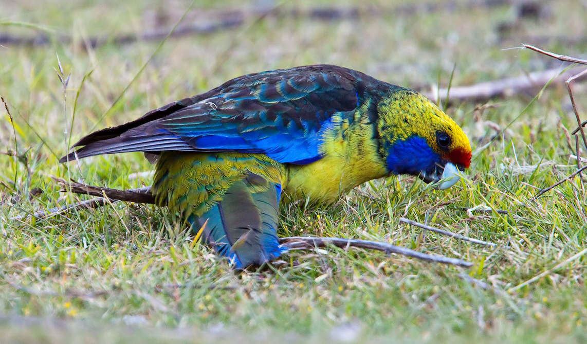 Image de Perruche à ventre jaune