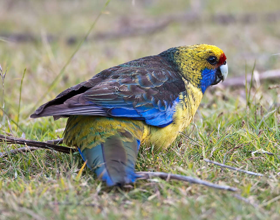 Image de Perruche à ventre jaune