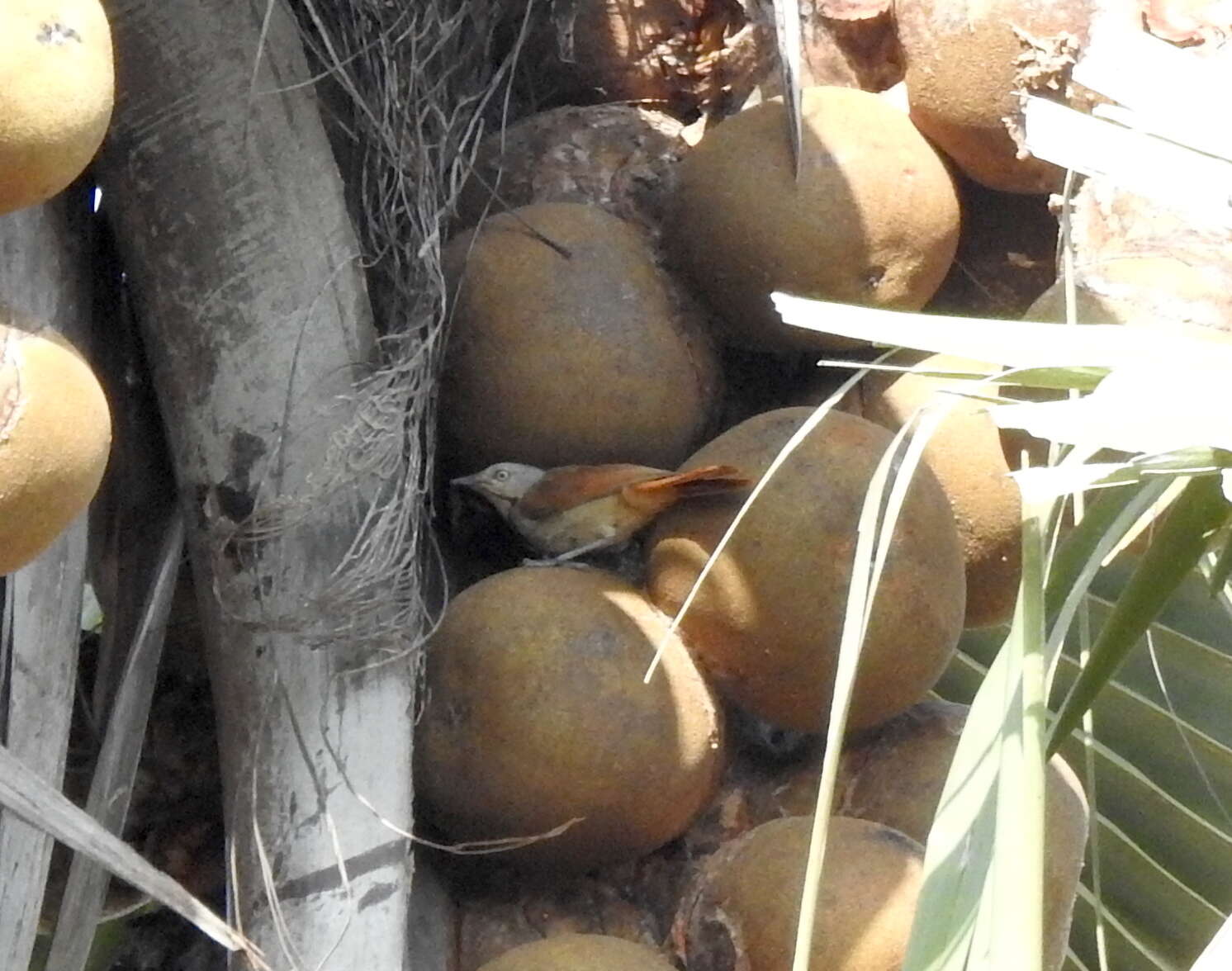 Image of Collared Palm Thrush