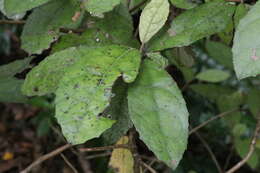 Image of Olearia rani (A. Cunn.) Druce