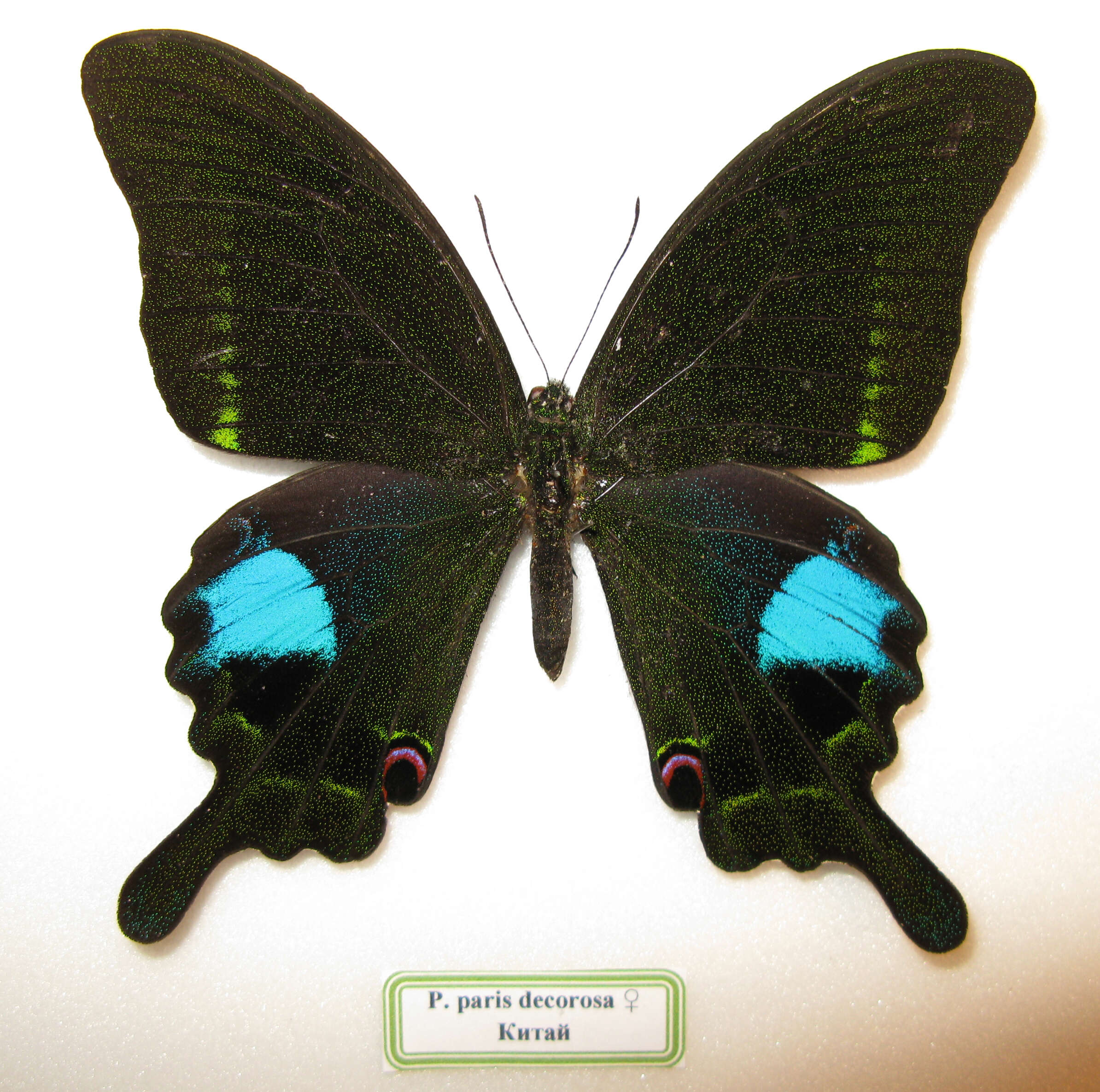 Image of Papilio paris Linnaeus 1758