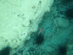 Image of Big-eyed Squirrelfish