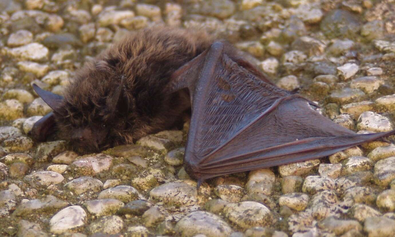 Image of whiskered bat, european whiskered bat