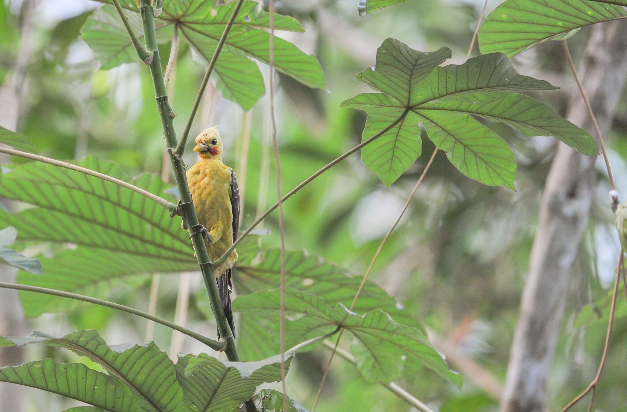 Image of Cream-colored Woodpecker