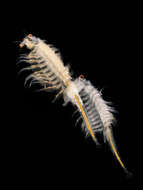 Image of brine shrimp