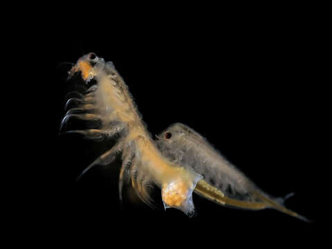 Image of brine shrimp