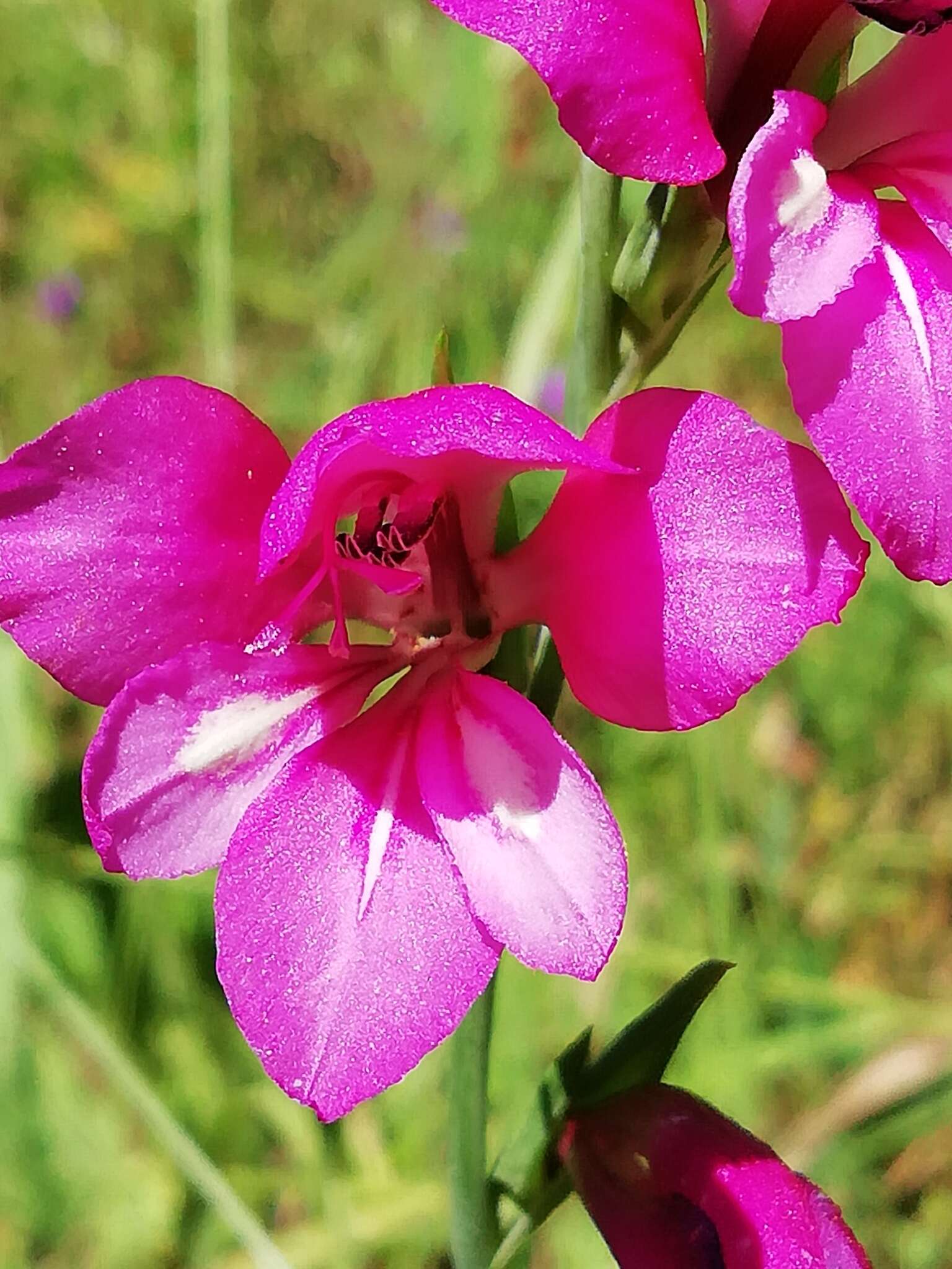 Image of Gladiolus illyricus W. D. J. Koch