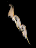 Image of brine shrimp